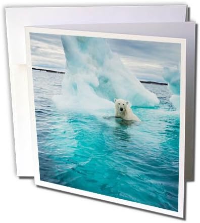 3dRose Kanada, Repulse Bay, jegesmedve Úszás által Jéghegy a Hudson-Öböl - üdvözlőlap, 6, 6 hüvelykes
